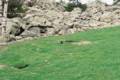25_nk_ecrins_marmotte.jpg