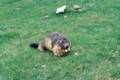 33_nk_ecrins_marmotte.jpg