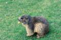 35_nk_ecrins_marmotte.jpg