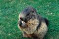 41_nk_ecrins_marmotte.jpg