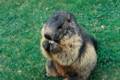 42_nk_ecrins_marmotte.jpg