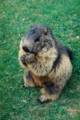 43_nk_ecrins_marmotte.jpg