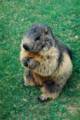 44_nk_ecrins_marmotte.jpg