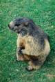 45_nk_ecrins_marmotte.jpg
