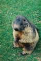 46_nk_ecrins_marmotte.jpg