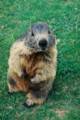 47_nk_ecrins_marmotte.jpg