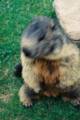 48_nk_ecrins_marmotte.jpg