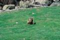 49_nk_ecrins_marmotte.jpg