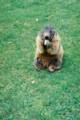 50_nk_ecrins_marmotte.jpg