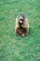 51_nk_ecrins_marmotte.jpg