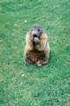 52_nk_ecrins_marmotte.jpg