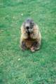 53_nk_ecrins_marmotte.jpg