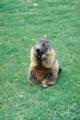 54_nk_ecrins_marmotte.jpg