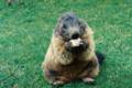 56_nk_ecrins_marmotte.jpg
