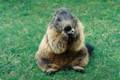 57_nk_ecrins_marmotte.jpg