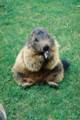 58_nk_ecrins_marmotte.jpg