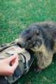 59_nk_ecrins_marmotte.jpg