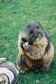 60_nk_ecrins_marmotte.jpg