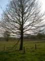 016_arbre_prairie.jpg